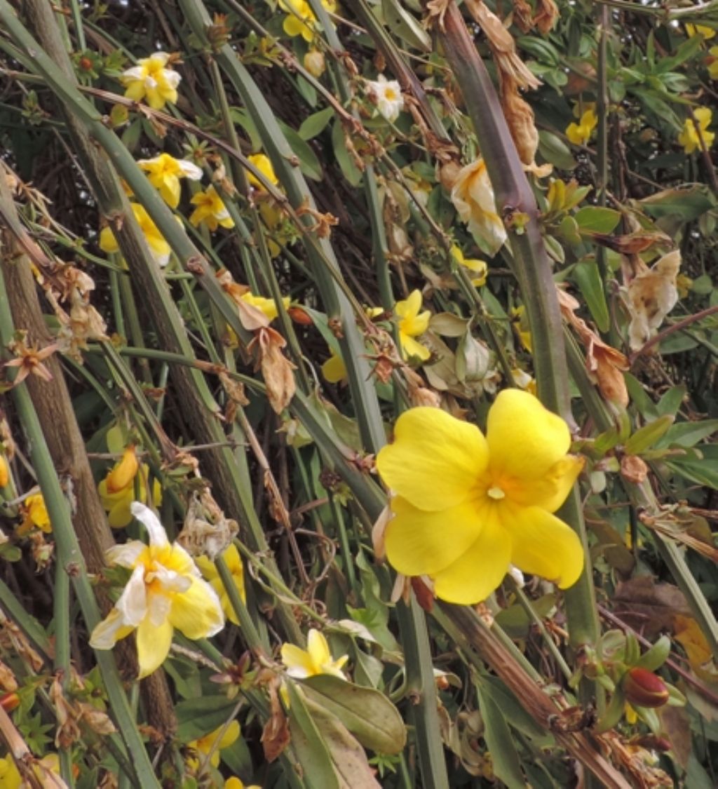 Gelsomino invernale? No, Jasminum mesnyi